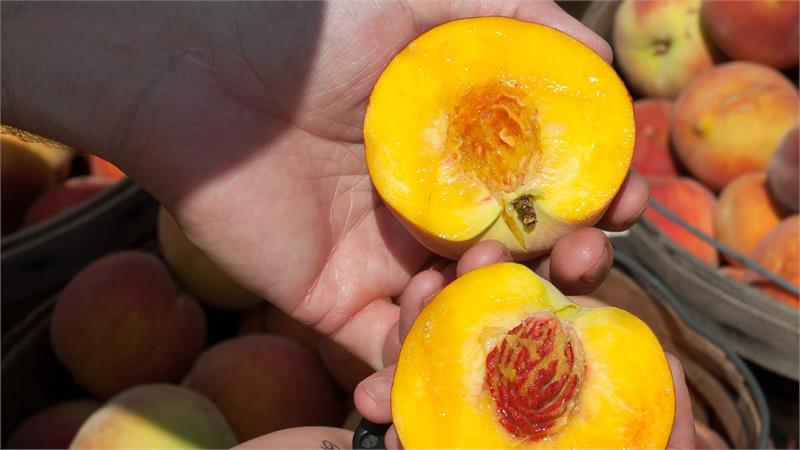 עוגת אפרסקים הפוכה וטעימה