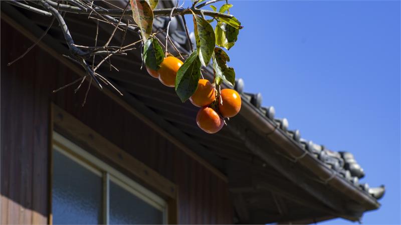 עוגת אפרסמונים בחושה וטעימה, עוגת אפרסמון וקינמון